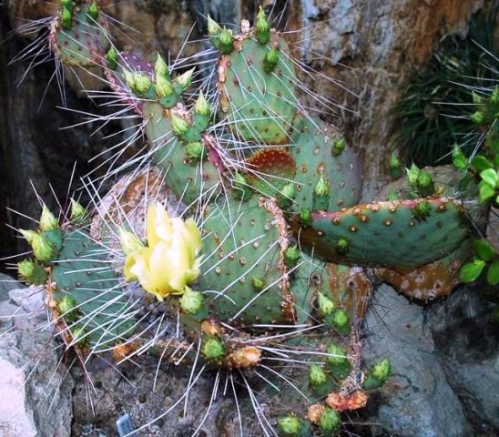 Opuntia_fosseliniana